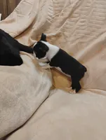 Sissy , a female Boston Terrier for sale in Kirkwood, NY – 2 of 8