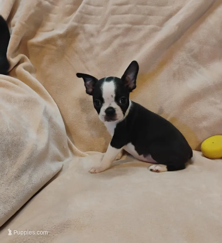 Sissy , a female Boston Terrier for sale in Kirkwood, NY – 1 of 8