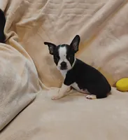 Sissy , a female Boston Terrier for sale in Kirkwood, NY – 1 of 8