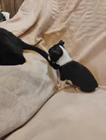 Sissy , a female Boston Terrier for sale in Kirkwood, NY – 6 of 8