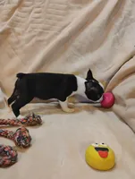 Sissy , a female Boston Terrier for sale in Kirkwood, NY – 4 of 8