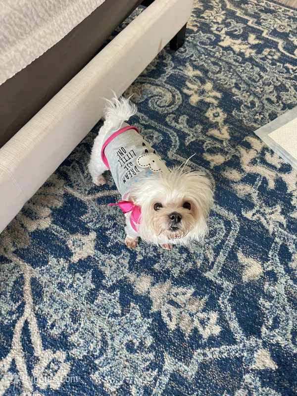 Lolla Love – Maltese puppy for sale in Dallas, GA