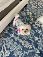 Lolla Love, a female Maltese for sale in Dallas, GA – 1 of 3