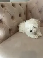 Biscuit, a male Maltese for sale in Dallas, GA – 4 of 4