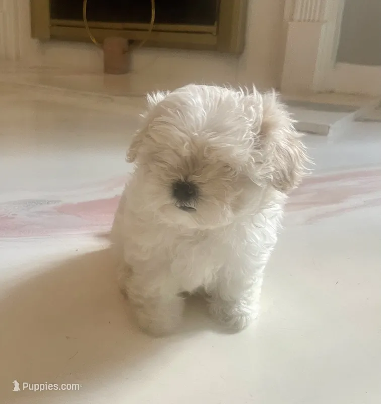 Stormie – Maltese puppy for sale in Dallas, GA