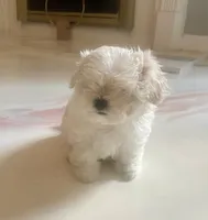 Stormie, a female Maltese for sale in Dallas, GA – 1 of 3