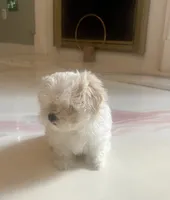 Stormie, a female Maltese for sale in Dallas, GA – 2 of 3
