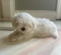 Mr. Love, a male Maltese for sale in Dallas, GA – 2 of 2