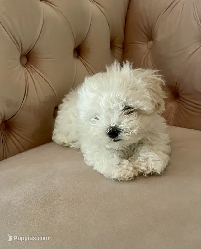 Biscuit – Maltese puppy for sale in Dallas, GA