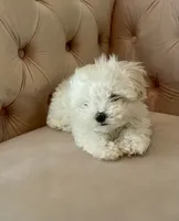 Biscuit, a male Maltese for sale in Dallas, GA – 1 of 4