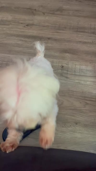 Lolla Love, a female Maltese for sale in Dallas, GA – 3 of 3