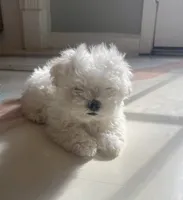 Biscuit, a male Maltese for sale in Dallas, GA – 3 of 4