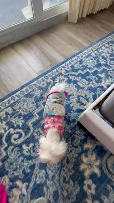 Lolla Love, a female Maltese for sale in Dallas, GA – 2 of 3
