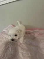 Storm, a male Maltese for sale in Dallas, GA – Photo 4 of 8