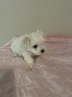 Storm, a male Maltese for sale in Dallas, GA – Photo 3 of 8