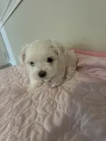 Storm, a male Maltese for sale in Dallas, GA – Photo 2 of 8