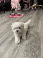 Storm, a male Maltese for sale in Dallas, GA – Photo 8 of 8