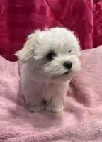 Storm, a male Maltese for sale in Dallas, GA – Photo 7 of 8