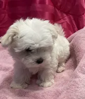 Storm, a male Maltese for sale in Dallas, GA – Photo 6 of 8