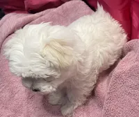 Storm, a male Maltese for sale in Dallas, GA – Photo 5 of 8