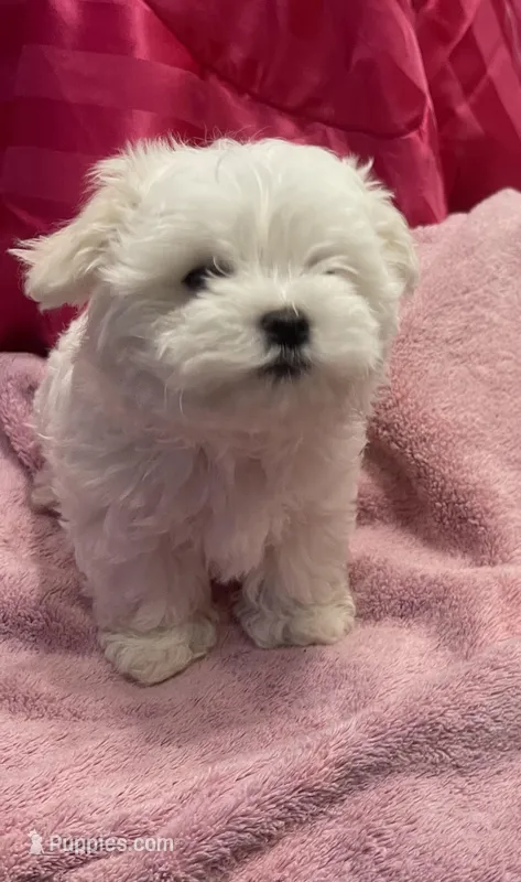Storm – Maltese puppy for sale in Dallas, GA