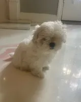 Stormie, a female Maltese for sale in Dallas, GA – 3 of 3