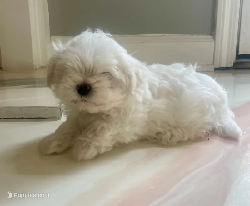 Mr. Love – Maltese puppy for sale in Dallas, GA