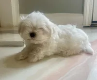 Mr. Love, a male Maltese for sale in Dallas, GA – 1 of 2