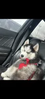 Diesel, a male Siberian Husky for sale in Dallas, TX – 1 of 1
