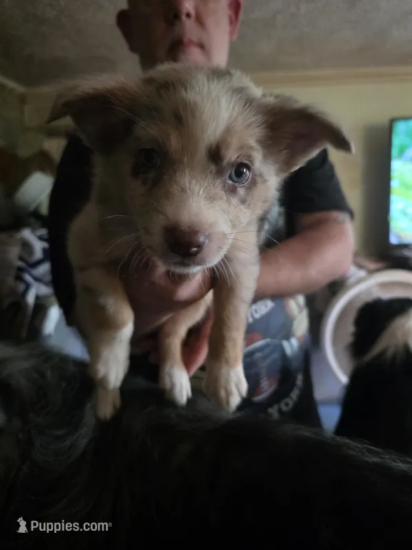 Kayleigh  – Australian Shepherd puppy for sale in Fairmont, WV
