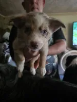 Kayleigh , a female Australian Shepherd for sale in Fairmont, WV – 1 of 1