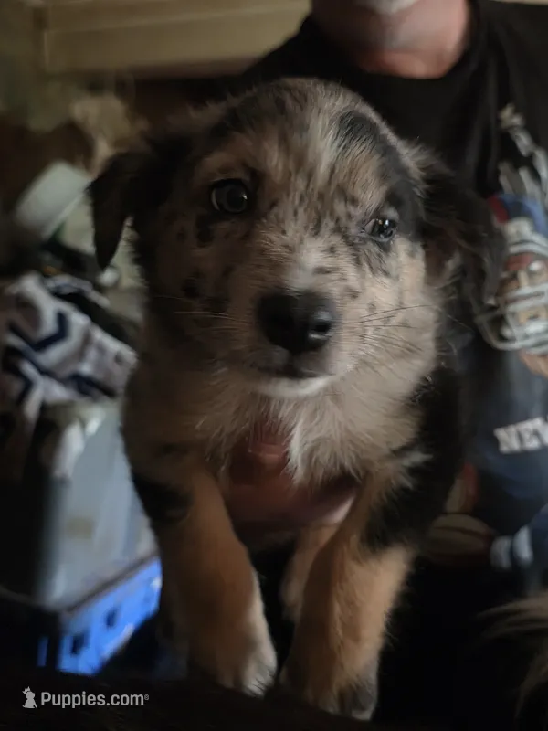 Shamus – Australian Shepherd puppy for sale in Fairmont, WV