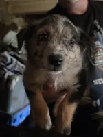 Shamus, a male Australian Shepherd for sale in Fairmont, WV – 1 of 1