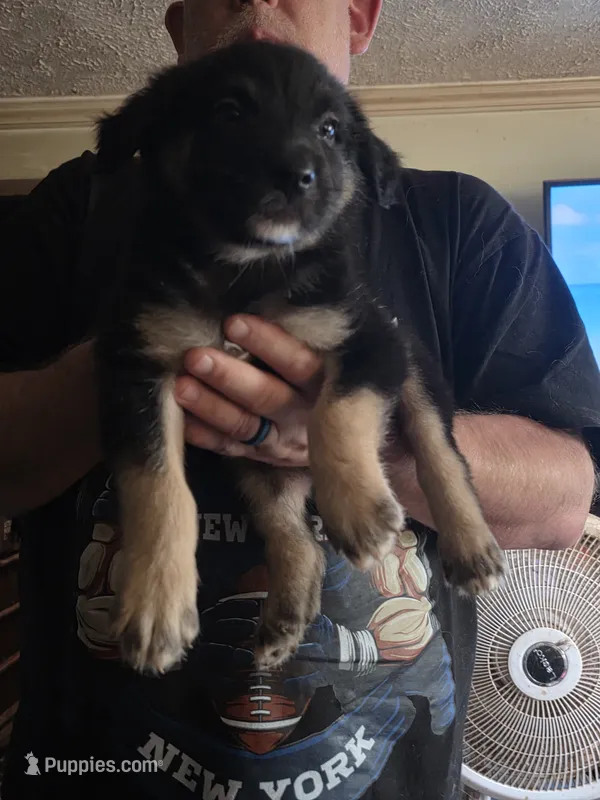Ronan, a male Australian Shepherd for sale in Fairmont, WV – 1 of 1