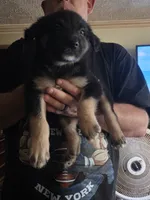 Ronan, a male Australian Shepherd for sale in Fairmont, WV – 1 of 1