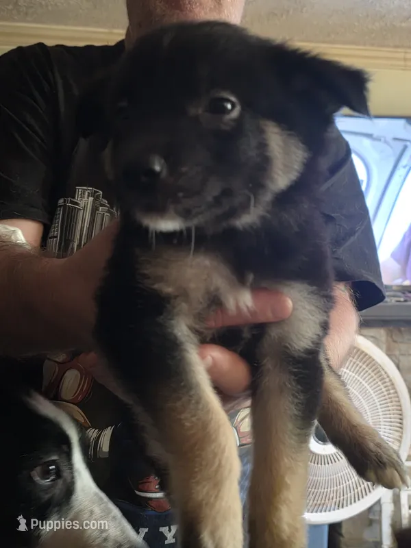 Keegan – Australian Shepherd puppy for sale in Fairmont, WV