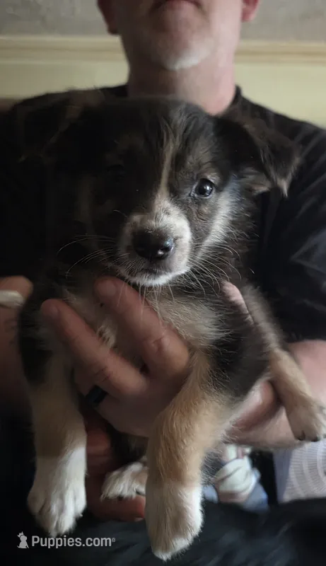 Erin – Australian Shepherd puppy for sale in Fairmont, WV
