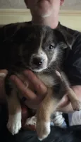 Erin, a female Australian Shepherd for sale in Fairmont, WV – 1 of 1