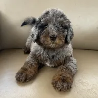 Maya blue Merle , a female Bernedoodle for sale in Honolulu, HI – 2 of 5