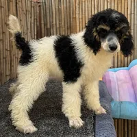 Fanta Male Gorgeous , a male Poodle - Standard  for sale in Honolulu, HI – Photo 4 of 10