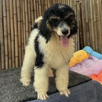 Fanta Male Gorgeous , a male Poodle - Standard  for sale in Honolulu, HI – Photo 3 of 10