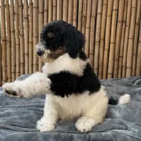 Fanta Male Gorgeous , a male Poodle - Standard  for sale in Honolulu, HI – Photo 6 of 10