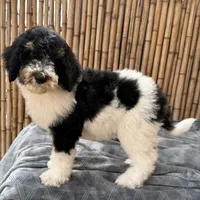 Fanta Male Gorgeous , a male Poodle - Standard  for sale in Honolulu, HI – Photo 7 of 10