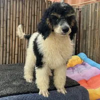 Fanta Male Gorgeous , a male Poodle - Standard  for sale in Honolulu, HI – Photo 2 of 10