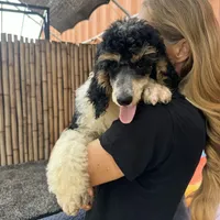 Fanta Male Gorgeous , a male Poodle - Standard  for sale in Honolulu, HI – Photo 10 of 10