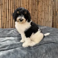 Fanta Male Gorgeous , a male Poodle - Standard  for sale in Honolulu, HI – Photo 8 of 10