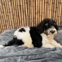 Fanta Male Gorgeous , a male Poodle - Standard  for sale in Honolulu, HI – Photo 5 of 10