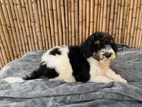 Fanta Male Gorgeous , a male Poodle - Standard  for sale in Honolulu, HI – Photo 5 of 10