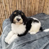 Fanta Male Gorgeous , a male Poodle - Standard  for sale in Honolulu, HI – Photo 9 of 10