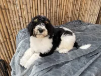 Fanta Male Gorgeous , a male Poodle - Standard  for sale in Honolulu, HI – Photo 9 of 10